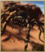 Arena_Tarantula.jpg